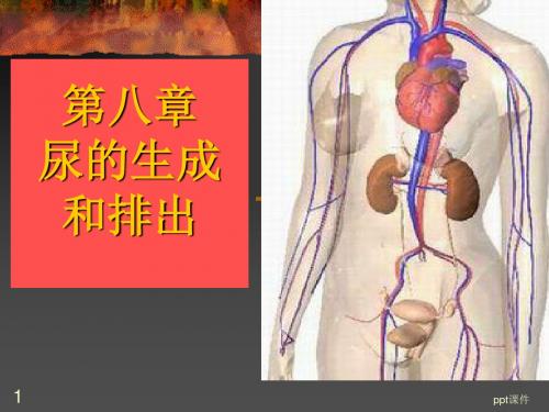 生理学  尿的生成和排出  ppt课件