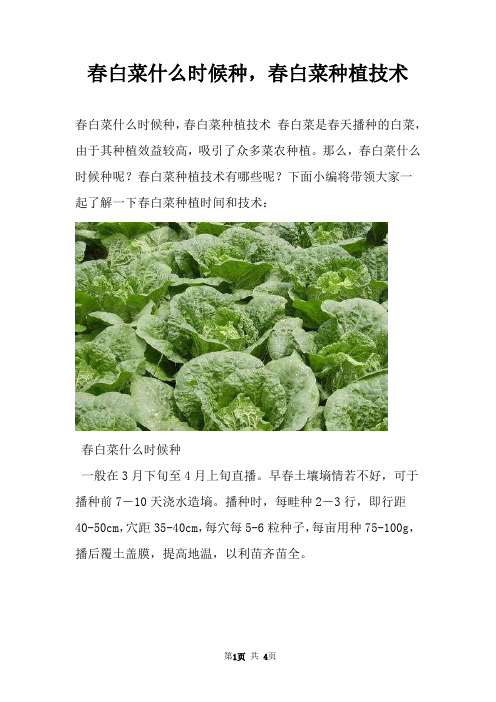 春白菜什么时候种，春白菜种植技术