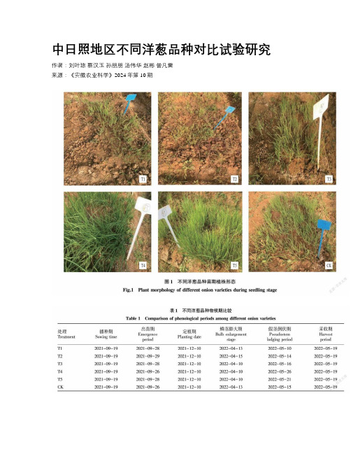 中日照地区不同洋葱品种对比试验研究