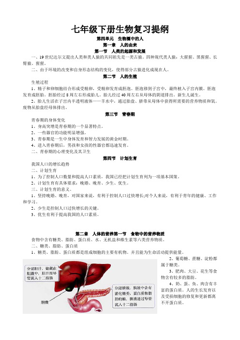 七年级下册生物复习提纲