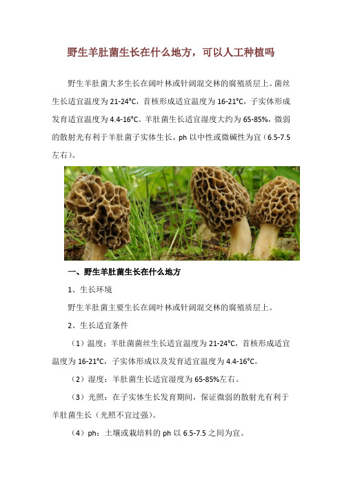 野生羊肚菌生长在什么地方,可以人工种植吗