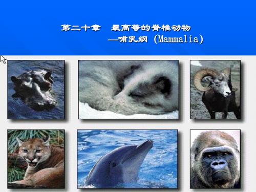 动物学 第二十章哺乳纲
