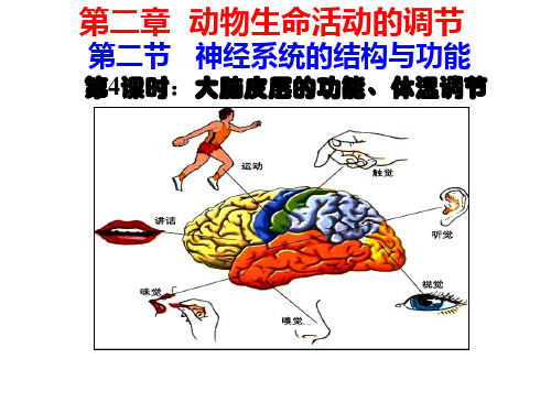 2.2-神经系统的结构与功能-第4课时