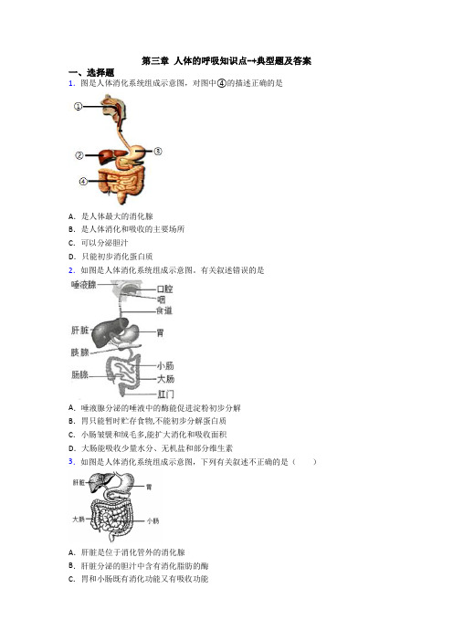 第三章 人体的呼吸知识点-+典型题及答案