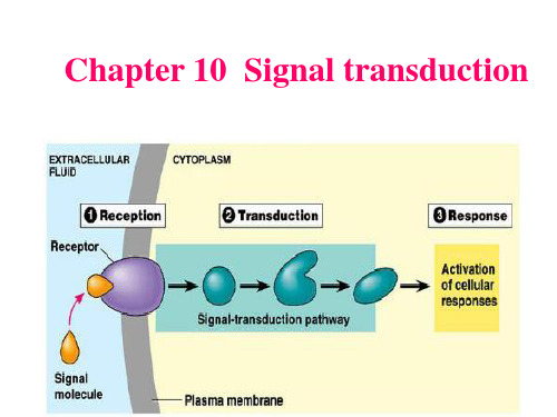 《细胞生物学》——细胞10章 信号转导2