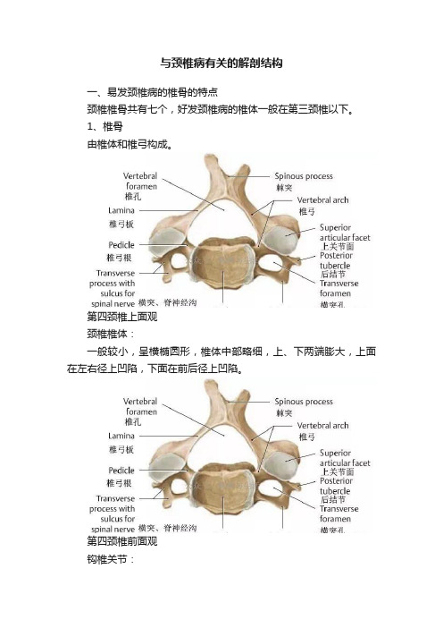 与颈椎病有关的解剖结构