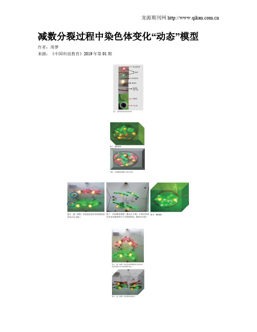 减数分裂过程中染色体变化“动态”模型