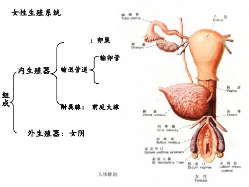 人体解剖之女性生殖系统 ppt课件