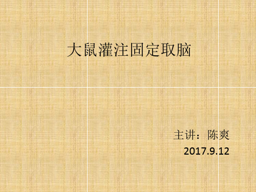 大鼠灌注固定取脑,解剖取材