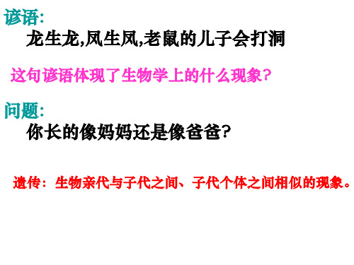 1.1孟德尔的豌豆杂交实验(一)正式
