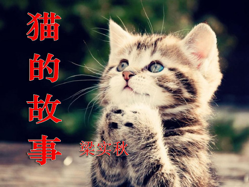 《猫的故事》PPT课件 (共17张PPT)