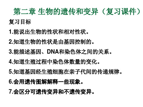 人教版八年级下册生物7.2生物的遗传和变异复习课件(共16张PPT)