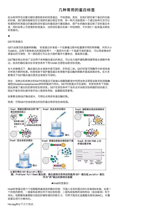 几种常用的蛋白标签