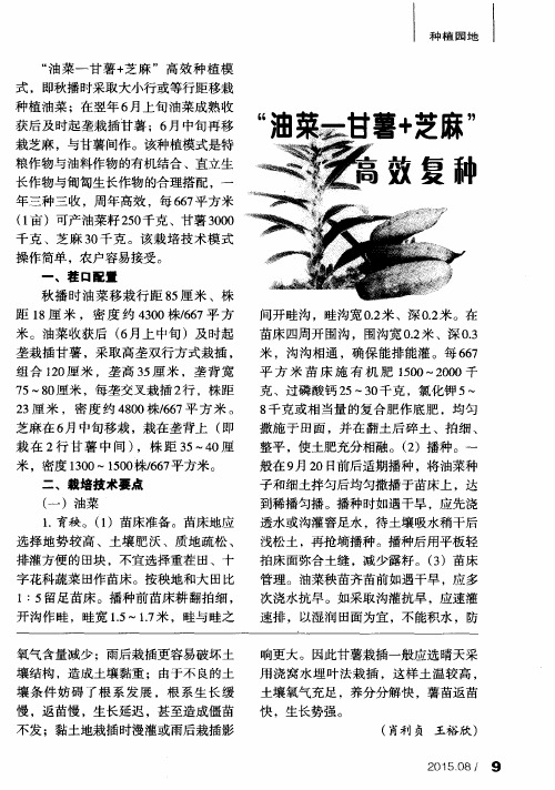 “油菜—甘薯+芝麻”高效复种
