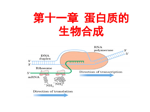 第十一章_蛋白质的生物合成