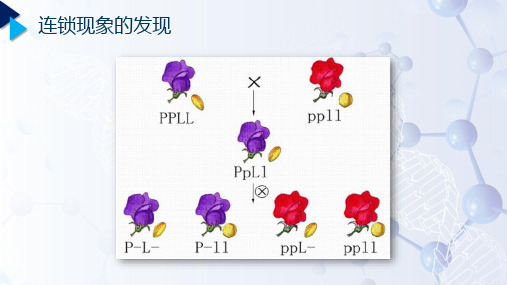 遗传学_ 染色体与连锁群_