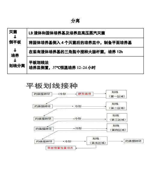 大肠杆菌实验总结