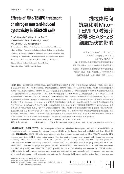 线粒体靶向抗氧化剂Mito-TEMPO对氮芥诱导BEAS-2B细胞损伤的影响