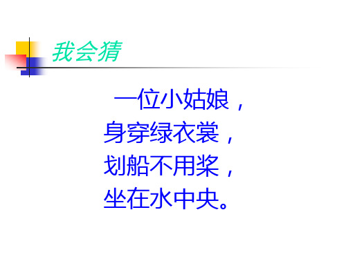 一年级下册 《荷叶圆圆》 随文识字 公开课