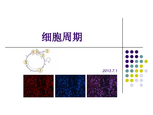 细胞周期调控与肿瘤