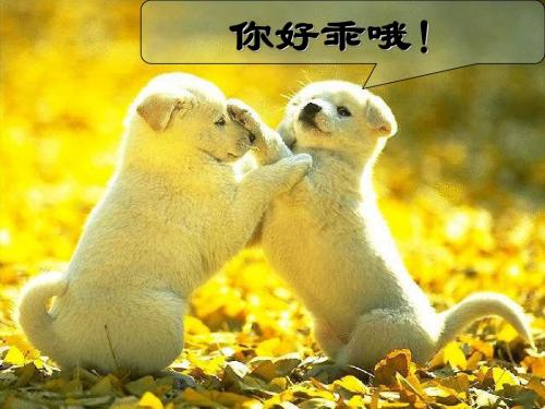 动物游戏之谜课件