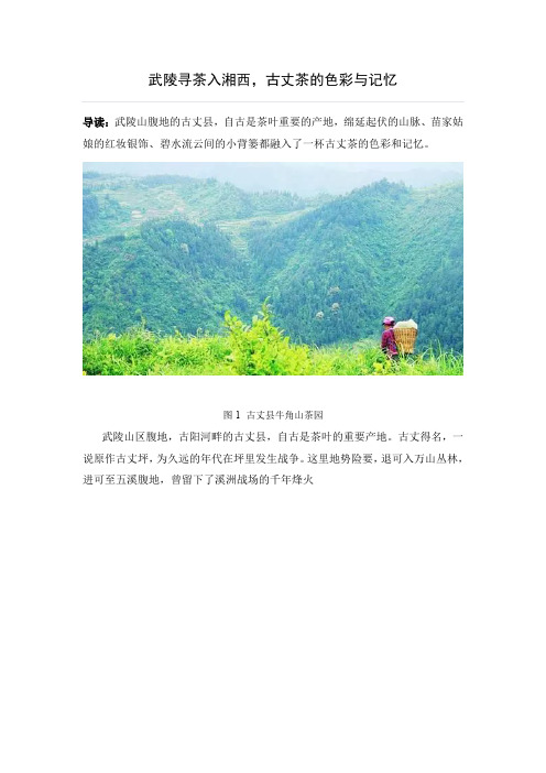 武陵寻茶入湘西,古丈茶的色彩与记忆