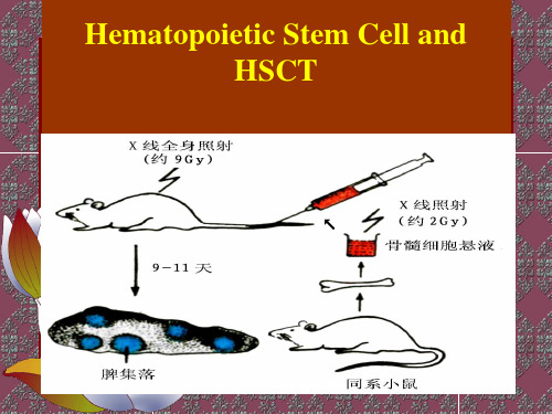 HSC-精品医学课件