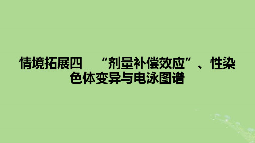 2025版高考生物一轮总复习必修2情境拓展4“剂量补偿效应”性染色体变异与电泳图谱课件 (1)