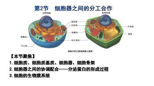 高三生物一轮复习课件细胞器之间的分工合作