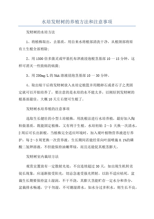 水培发财树的养殖方法和注意事项