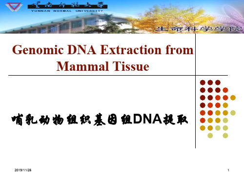 哺乳动物组织基因组DNA提取