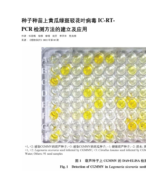 种子种苗上黄瓜绿斑驳花叶病毒IC-RT-PCR检测方法的建立及应用