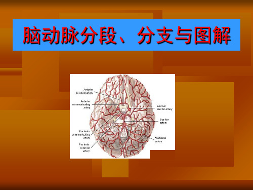 脑血管解剖图解.PPT12