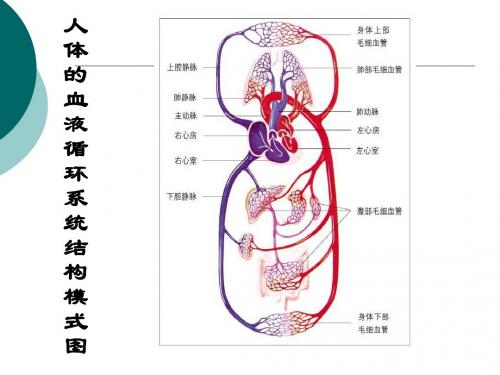 2节 血液循环ppt1