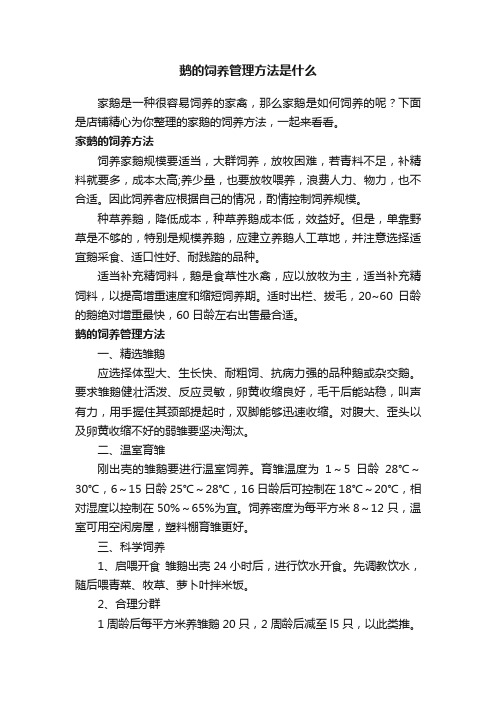 鹅的饲养管理方法是什么