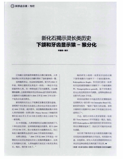 新化石揭示灵长类历史下颌和牙齿显示猿——猴分化