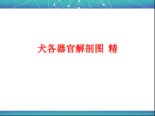 (医学课件)犬各器官解剖结构图(图片)