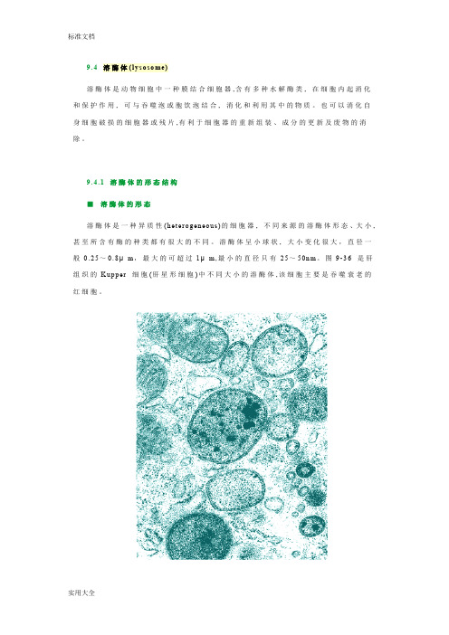 细胞生物学溶酶体