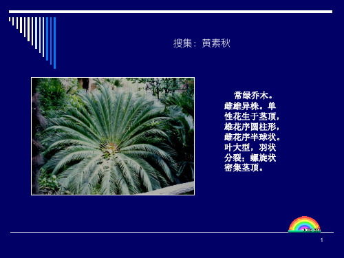 上海常见100种植物PPT幻灯片课件