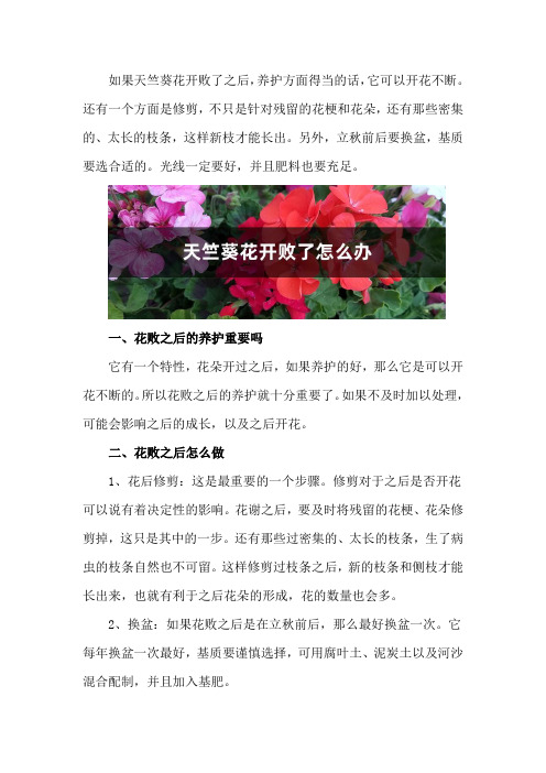 天竺葵花开败了怎么办