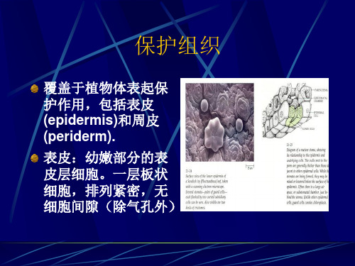 植物的细胞和组织