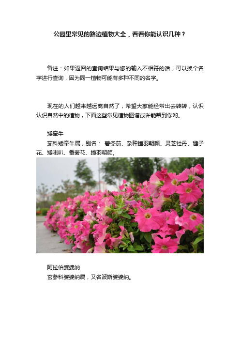 公园里常见的路边植物大全，看看你能认识几种？