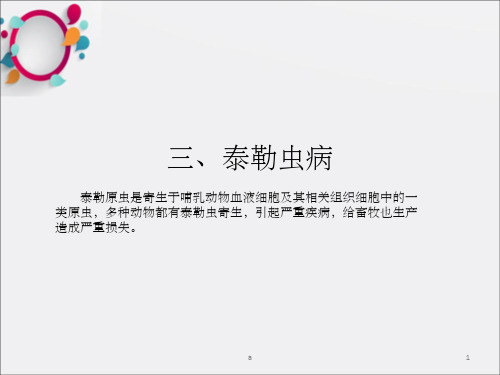 《泰勒虫病》PPT课件