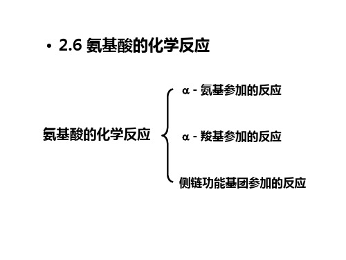 补充1 氨基酸理化性质