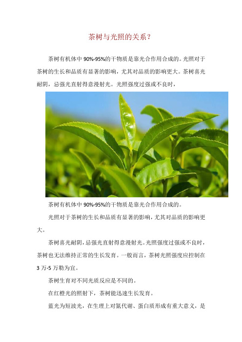 茶树与光照的关系？