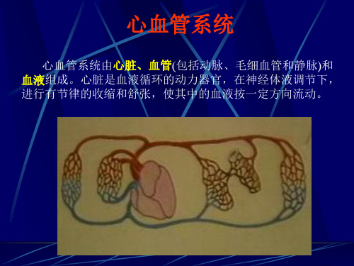 畜禽解剖学——心血管