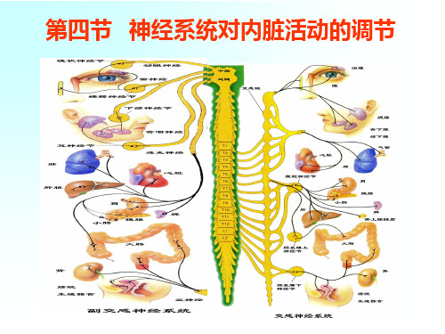 神经系统对内脏活动的调节