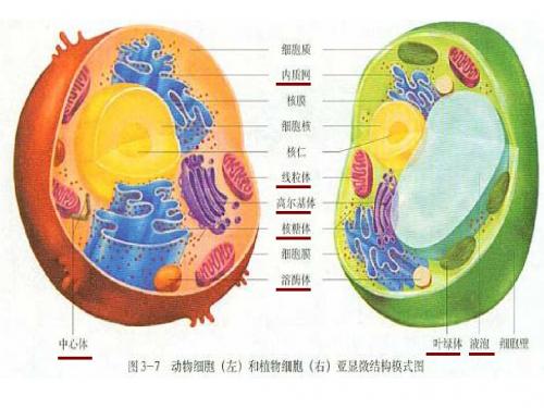 高一生物：必修一 第3章 细胞的基本结构 复习