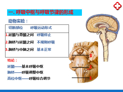 呼吸系统—呼吸运动的调节(人体解剖生理学)