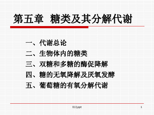 《糖类及其分解代谢》PPT课件